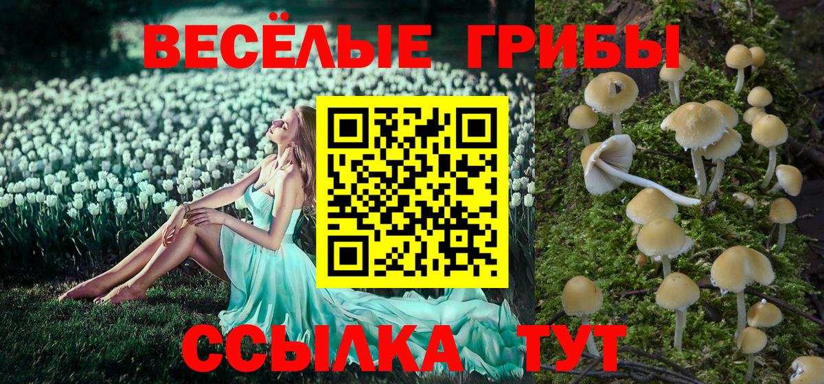 Галлюциногенные грибы прущие грибы  Вход с VPN  где найти   Кингисепп 
